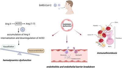 Understanding COVID-19-associated endothelial dysfunction: role of PIEZO1 as a potential therapeutic target